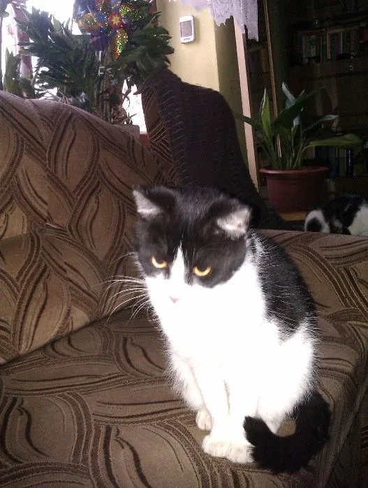 Zaginął kot, województwo śląskie, 31 grudnia 2017 (3/4)