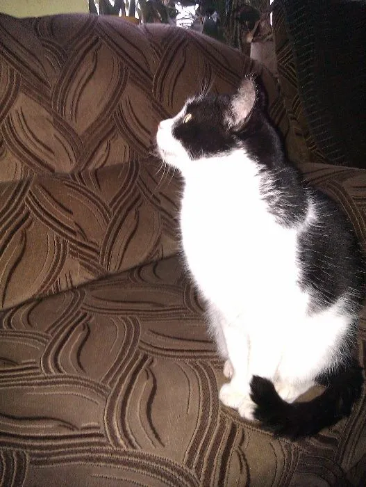 Zaginął kot, województwo śląskie, 31 grudnia 2017 (4/4)