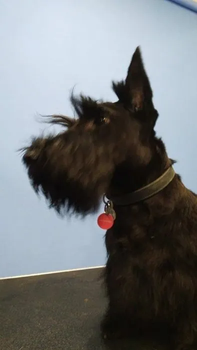 Zaginął pies, Żory, 7 marca 2018 (4/4)