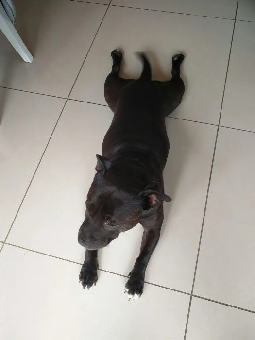 Zaginął pies, Olsztynek, 22 lutego 2018 (3/6)