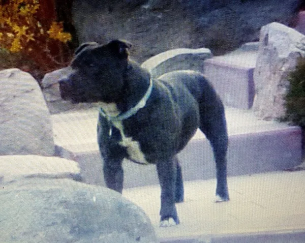 Zaginął pies, Olsztynek, 22 lutego 2018 (5/6)