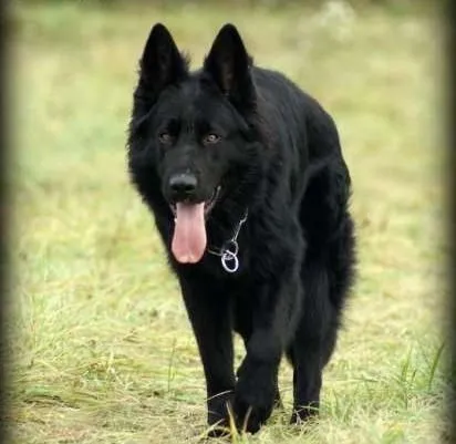 Zaginął pies, Olsztynek, 22 lutego 2018 (6/6)