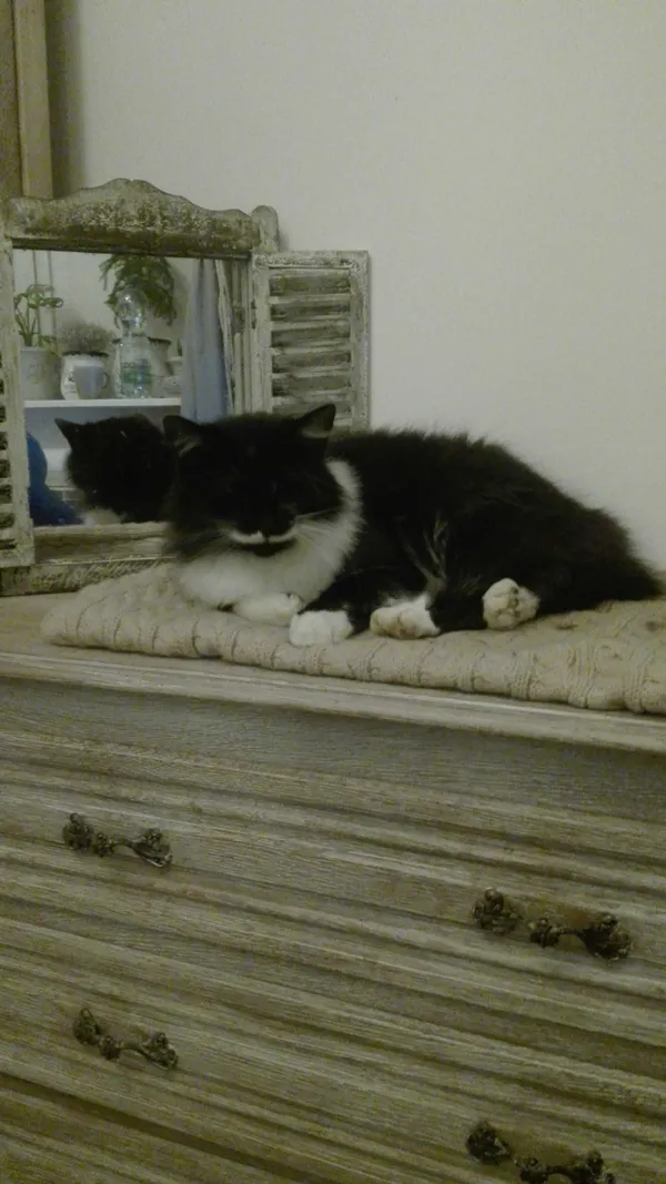 Zaginął kot, Stalowa Wola, 26 listopada 2021