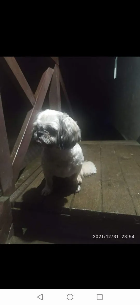 Zaginął pies, Rzeczenica, 1 stycznia 2022 (1/6)