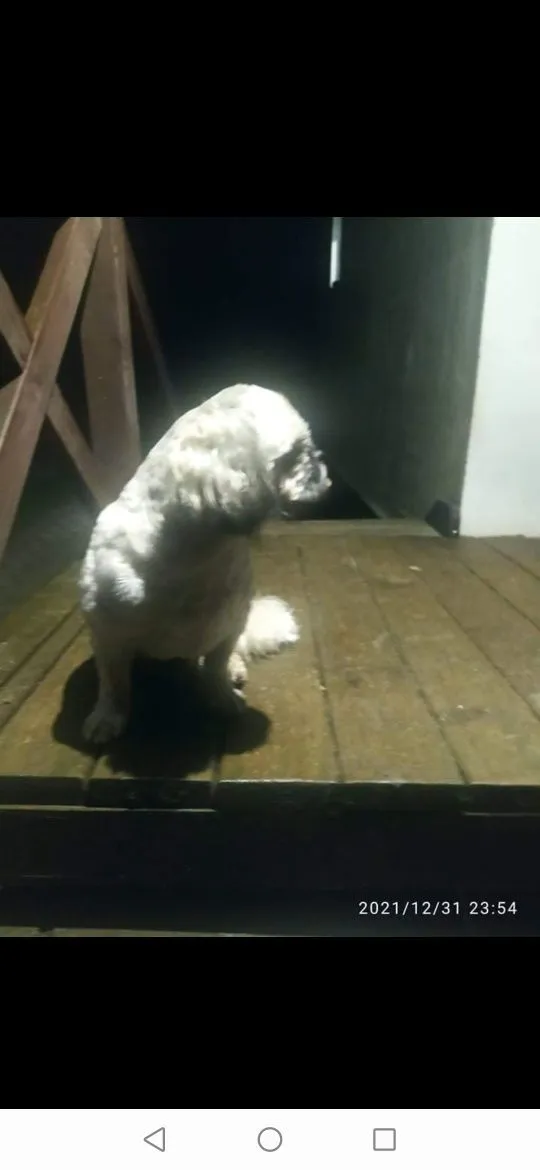 Zaginął pies, Rzeczenica, 1 stycznia 2022 (3/6)