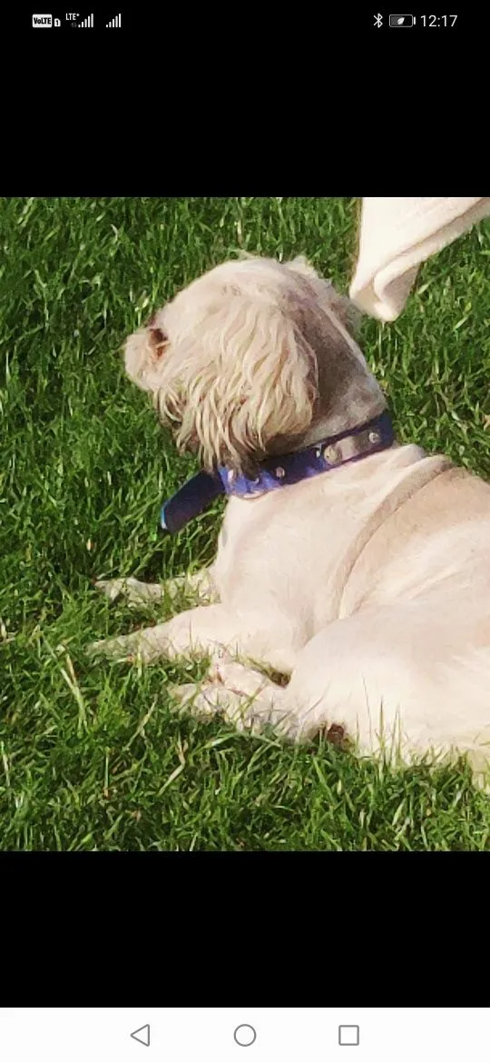 Zaginął pies, Rzeczenica, 1 stycznia 2022 (4/6)