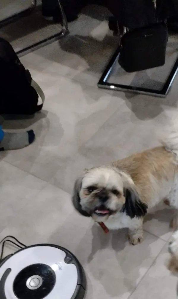 Zaginął pies, Rzeczenica, 1 stycznia 2022 (5/6)