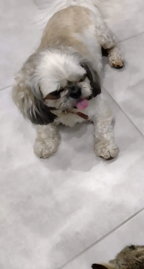 Zaginął pies, Rzeczenica, 1 stycznia 2022 (6/6)