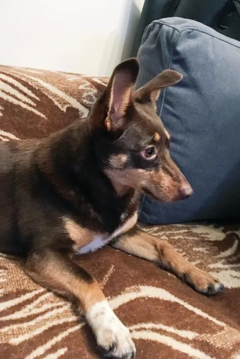 Zaginął pies, Mysłowice, 9 stycznia 2019