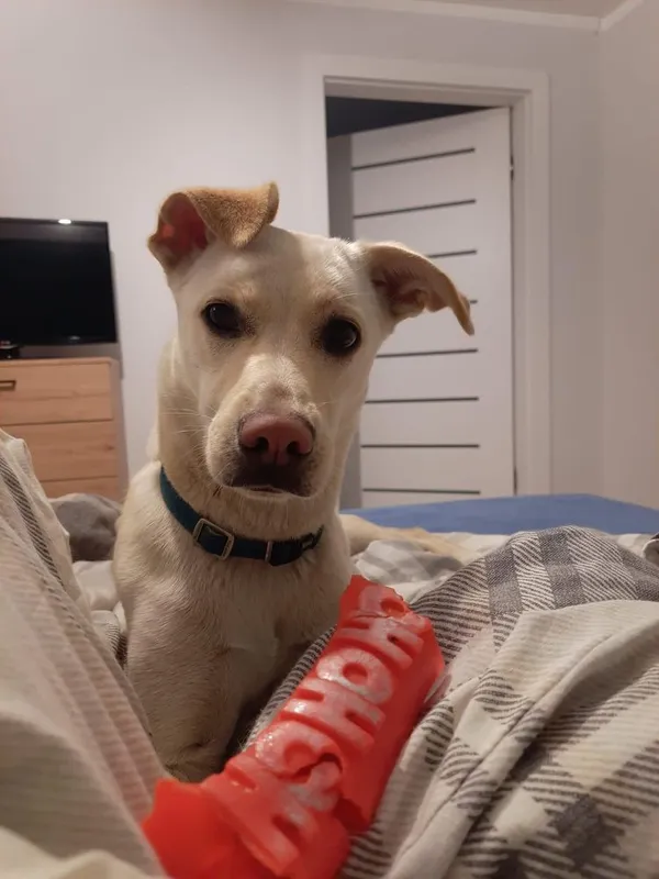 Zaginął pies, Szczyt, 4 czerwca 2022 (2/2)