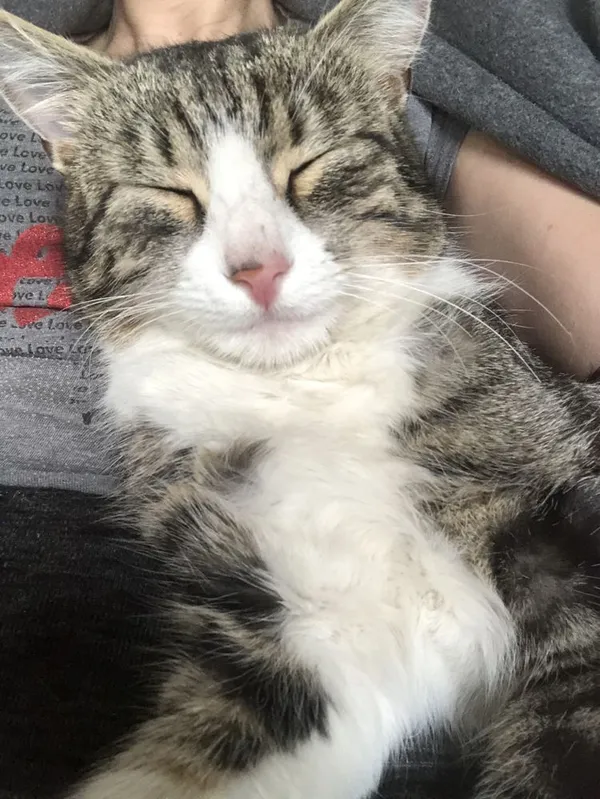 Zaginął kot, Legnica, 23 listopada 2021 (1/5)