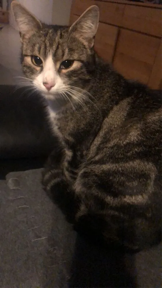 Zaginął kot, Legnica, 23 listopada 2021 (2/5)