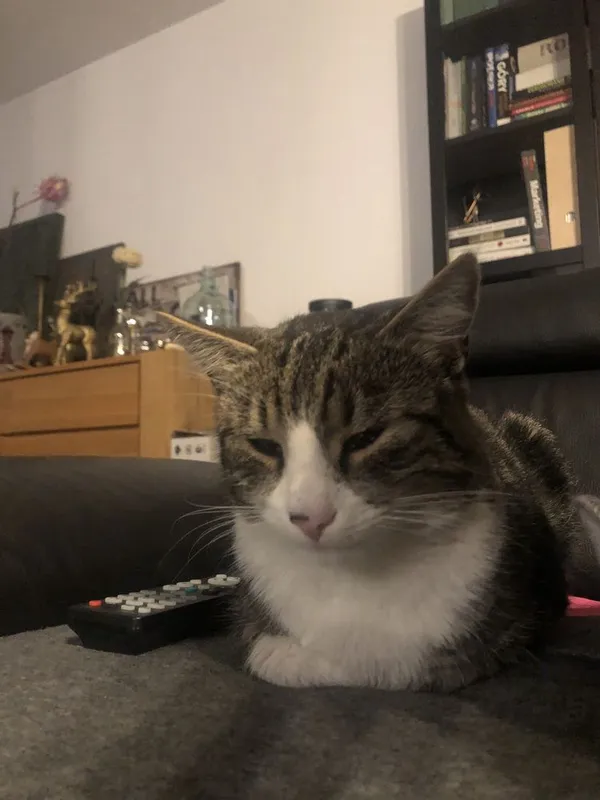 Zaginął kot, Legnica, 23 listopada 2021 (3/5)