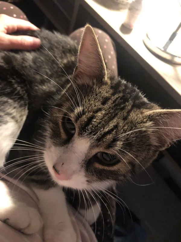 Zaginął kot, Legnica, 23 listopada 2021 (4/5)