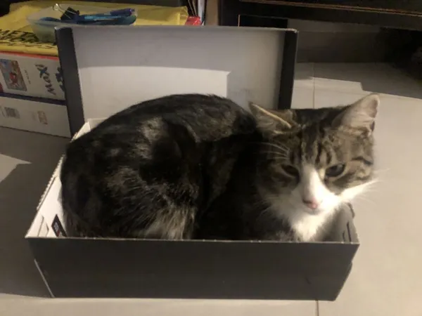 Zaginął kot, Legnica, 23 listopada 2021 (5/5)