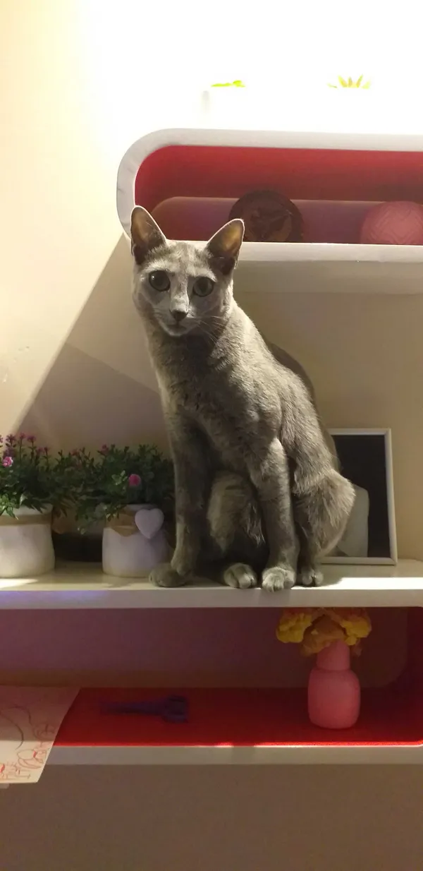 Zaginął kot, Olsztyn, 5 maja 2022 (1/3)