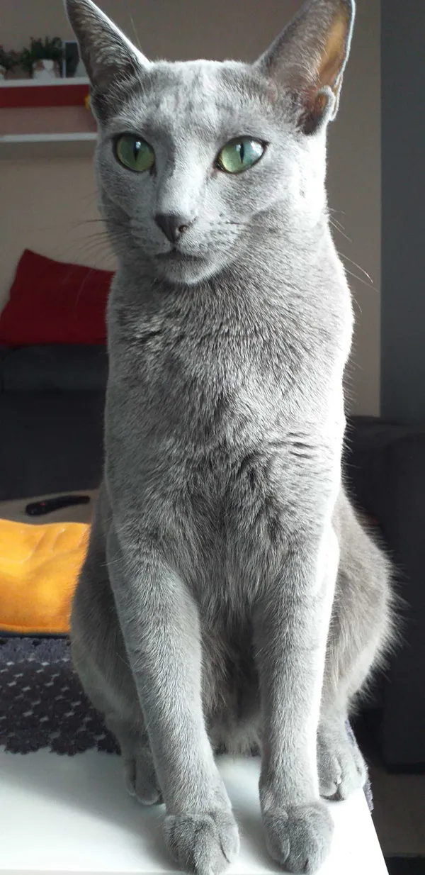 Zaginął kot, Olsztyn, 5 maja 2022 (2/3)