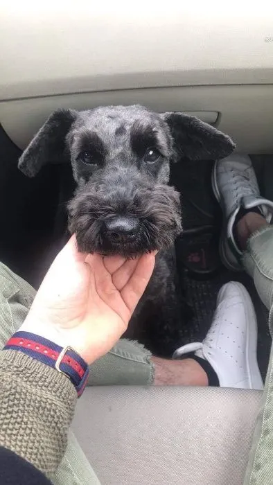 Zaginął pies, Milejewo, 10 stycznia 2019 (1/2)