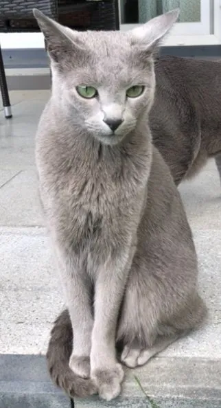 Zaginął kot, Warszawa, 9 maja 2021 (2/5)