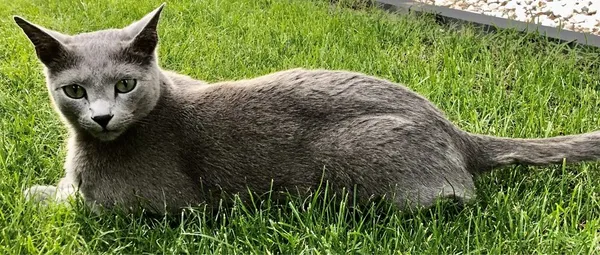 Zaginął kot, Warszawa, 9 maja 2021 (3/5)