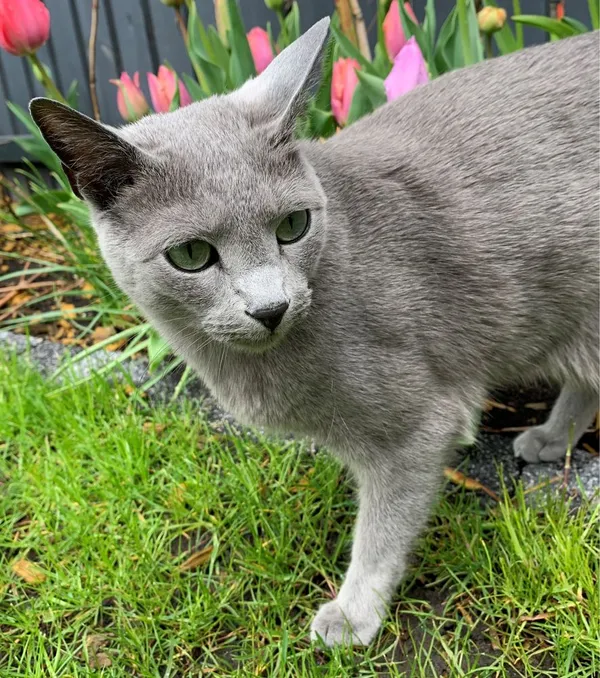 Zaginął kot, Warszawa, 9 maja 2021 (4/5)