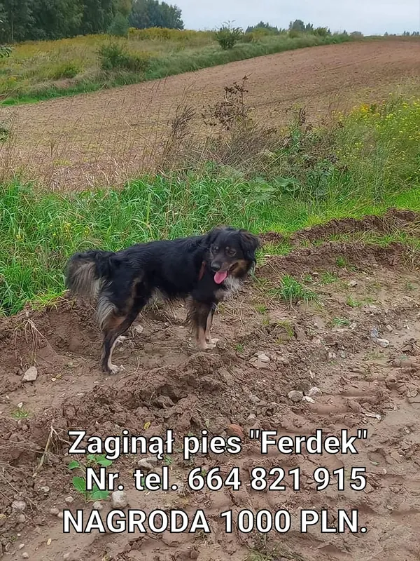 Zaginął pies, Lublin, 6 stycznia 2022 (2/7)