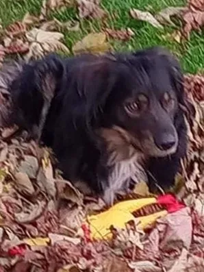 Zaginął pies, Lublin, 6 stycznia 2022 (3/7)