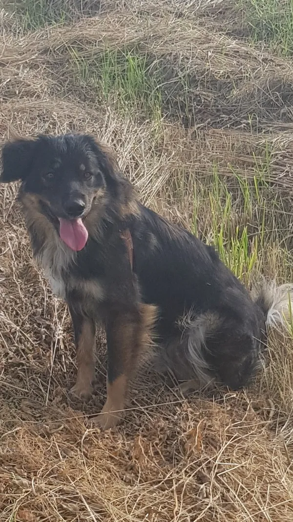 Zaginął pies, Lublin, 6 stycznia 2022 (5/7)