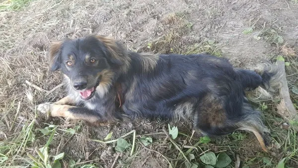 Zaginął pies, Lublin, 6 stycznia 2022 (7/7)