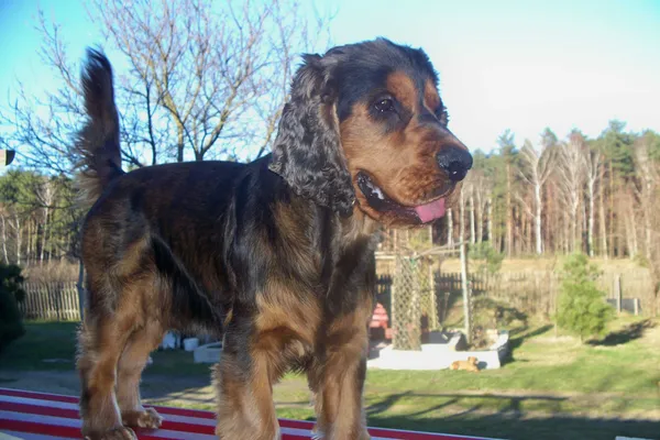 Zaginął pies, Gozdnica, 5 stycznia 2022 (1/4)