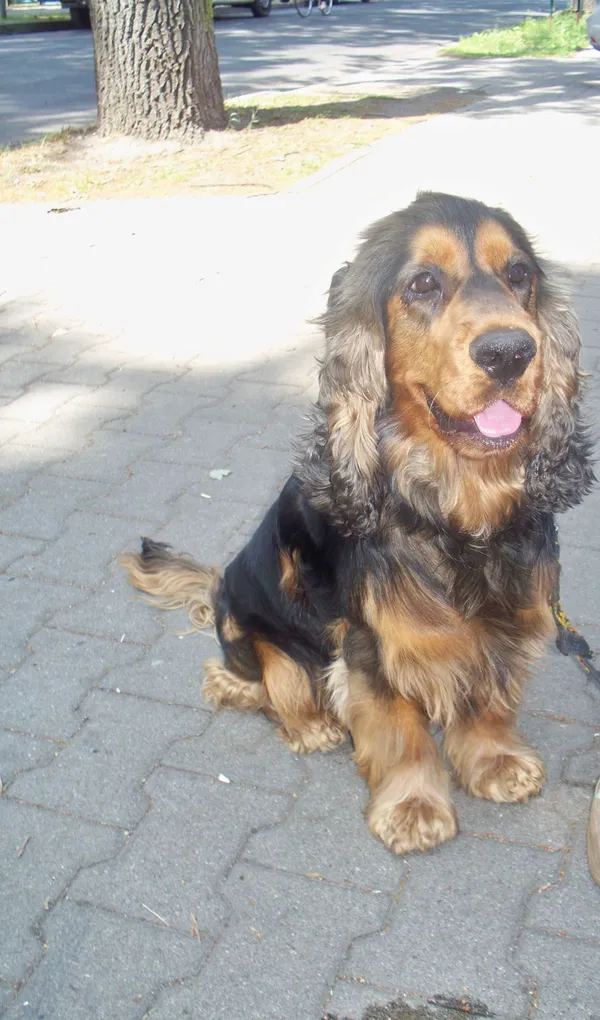 Zaginął pies, Gozdnica, 5 stycznia 2022 (4/4)