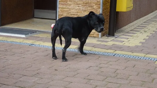 Zaginął pies, województwo łódzkie, 18 grudnia 2018 (1/3)