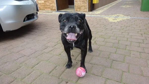 Zaginął pies, województwo łódzkie, 18 grudnia 2018 (2/3)