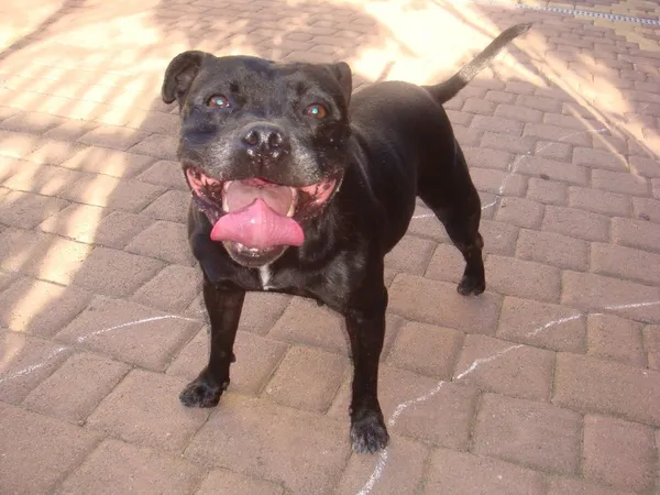 Zaginął pies, województwo łódzkie, 18 grudnia 2018 (3/3)