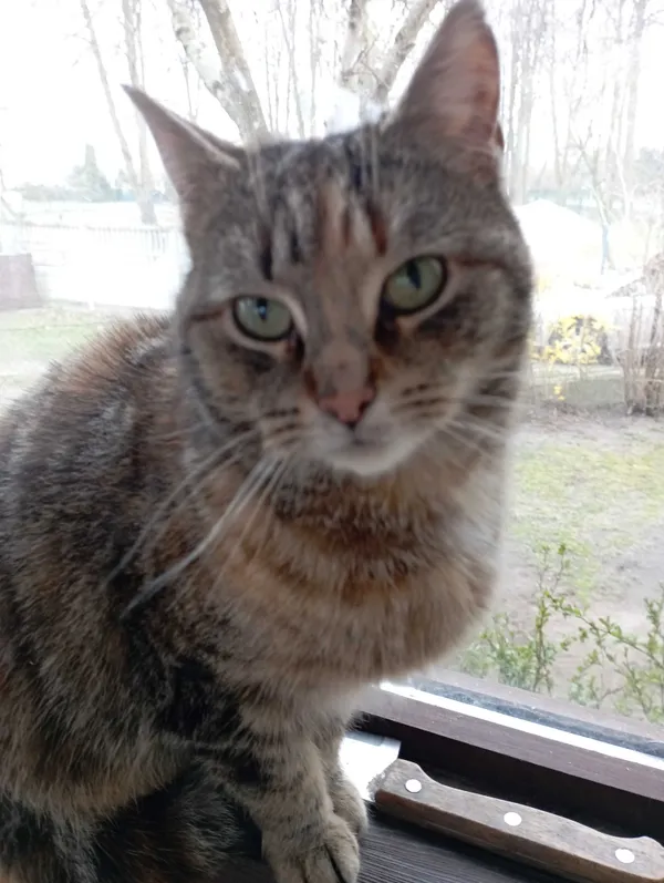 Zaginął kot, Kołoząb, 5 czerwca 2022 (1/3)