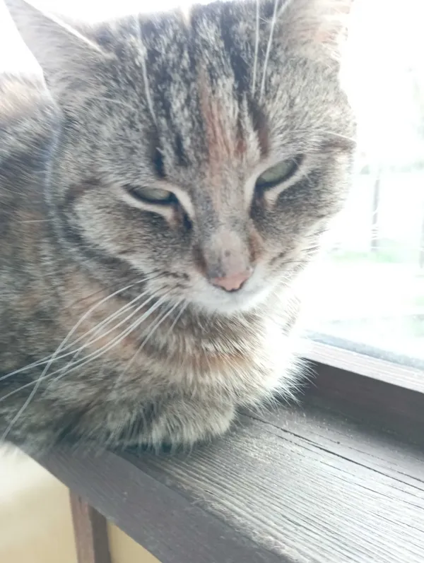 Zaginął kot, Kołoząb, 5 czerwca 2022 (3/3)