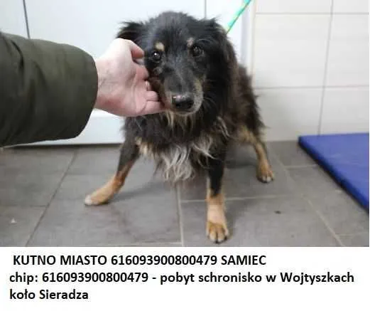 Zaginął pies, Kutno, 24 października 2015 (2/8)