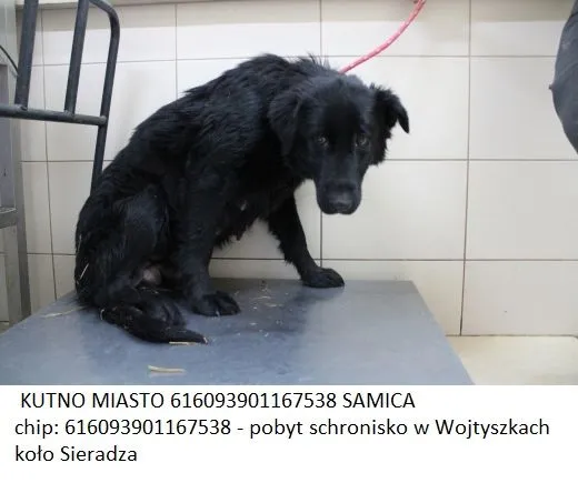 Zaginął pies, Kutno, 24 października 2015 (7/8)