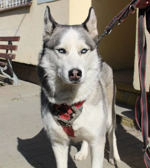 Znaleziono psa, województwo łódzkie, 3 czerwca 2022 (3/5)