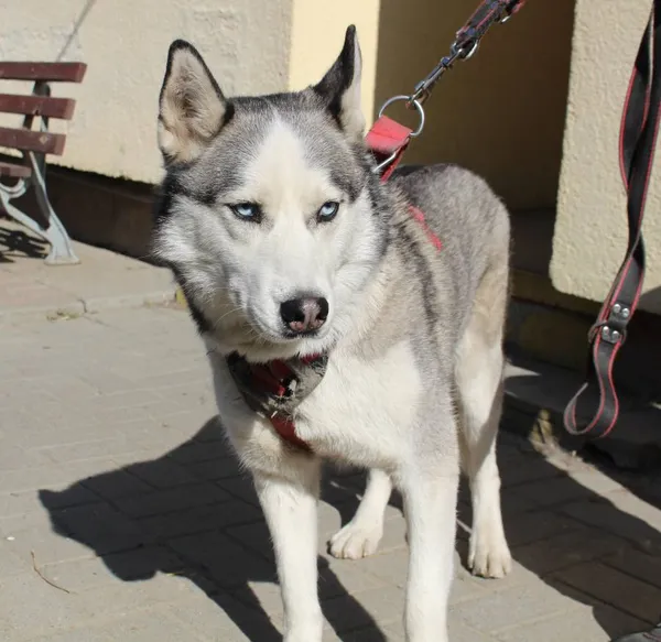 Znaleziono psa, województwo łódzkie, 3 czerwca 2022 (5/5)