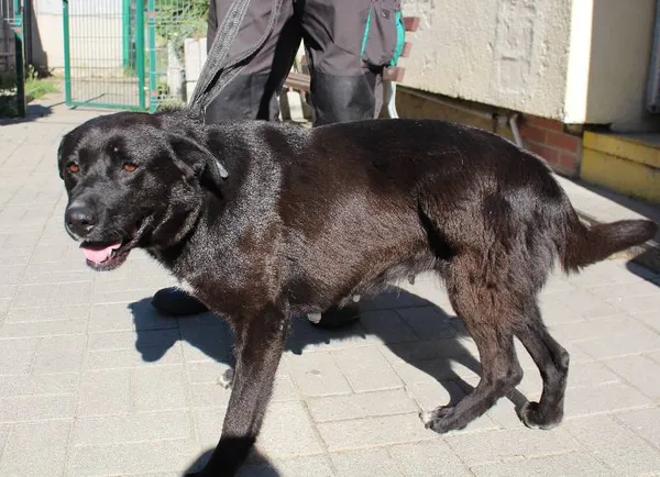 Znaleziono psa, województwo łódzkie, 23 maja 2022 (1/6)