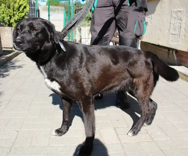 Znaleziono psa, województwo łódzkie, 23 maja 2022 (2/6)