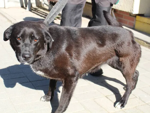 Znaleziono psa, województwo łódzkie, 23 maja 2022 (4/6)