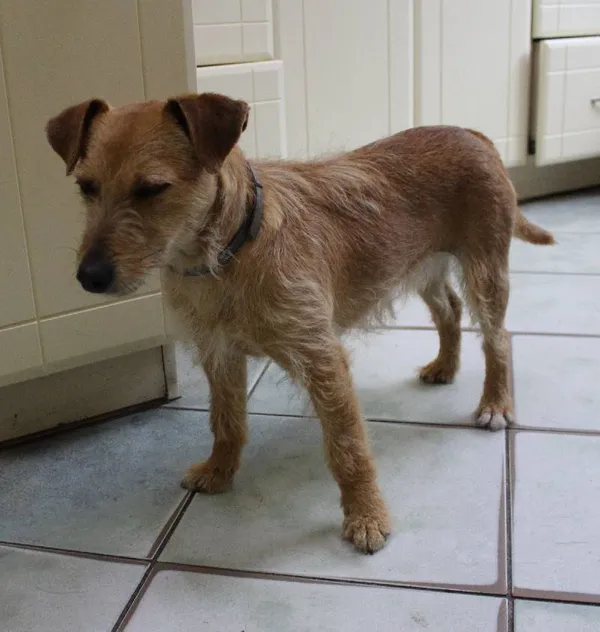 Znaleziono psa, województwo łódzkie, 22 maja 2022 (2/5)