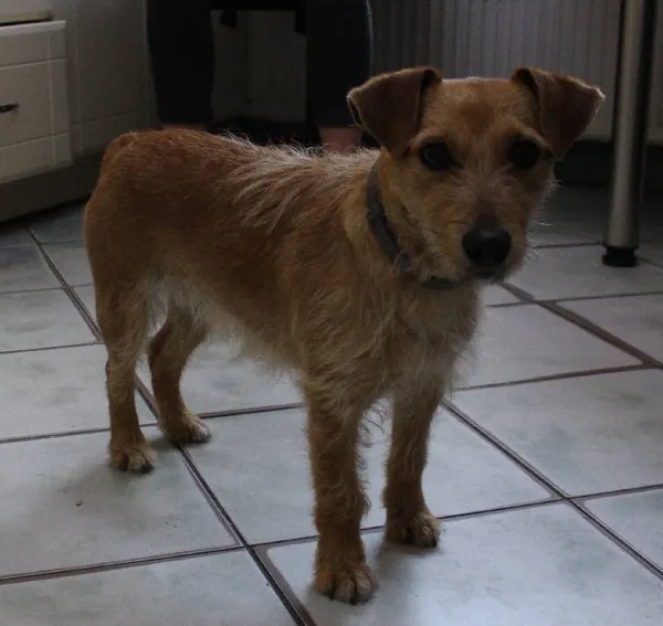 Znaleziono psa, województwo łódzkie, 22 maja 2022 (4/5)