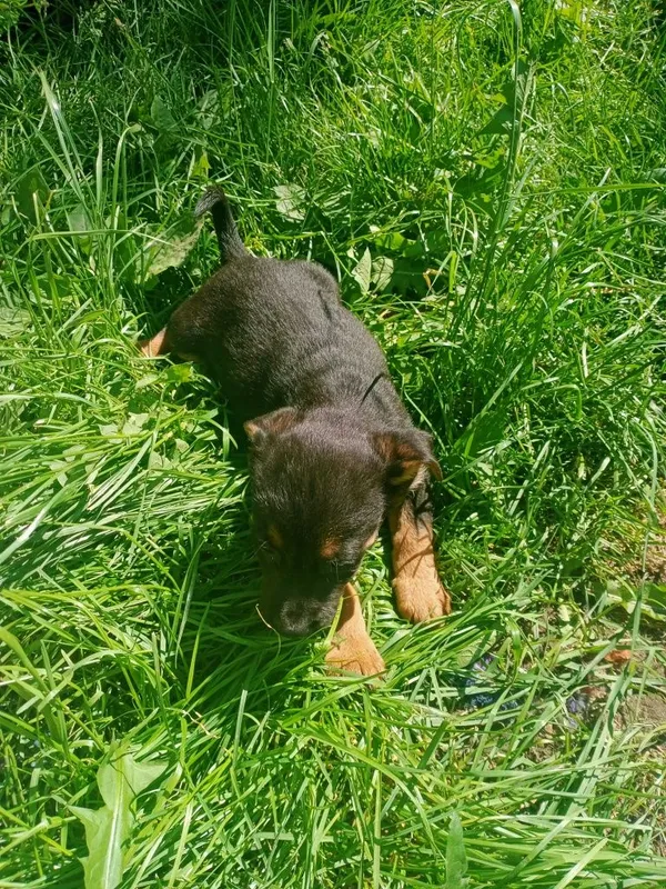 Oddam psa, Lutosławice Rządowe, 10 maja 2022 (1/3)