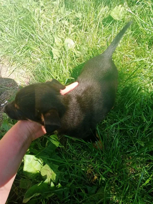 Oddam psa, Lutosławice Rządowe, 10 maja 2022 (2/3)