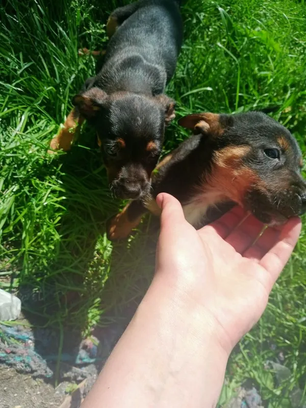 Oddam psa, Lutosławice Rządowe, 10 maja 2022 (3/3)