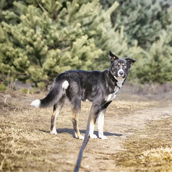 Znaleziono psa, Białystok, 10 czerwca 2022 (3/3)