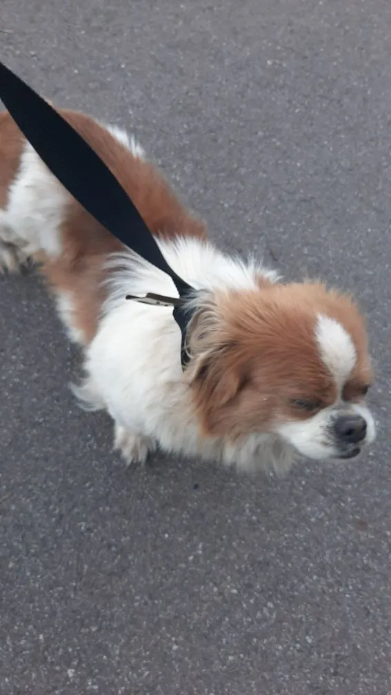 Znaleziono psa, Brodnica Górna, 10 czerwca 2022 (1/4)